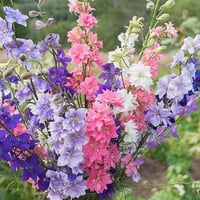 بذور زهرة العايق - دلفنيوم ( Delphinium consolida...