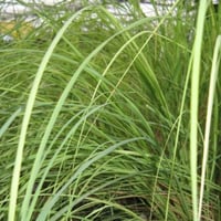 بذور عشبة الاذخر المكي ( Cymbopogon Schoenanthus )