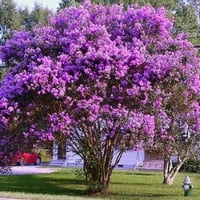 ‫بذور تمر حنا بنفسجي - لاجستروميا ( Lagerstroemia...