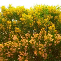 ‫بذور شجرة السنط - الطلح القنديلي‬ ( Acacia pruino...