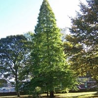 بذور شجرة تاكسوديم ( Taxodium Distichum )