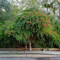 بذور شجيرة البوهينيا الحمراء ( Bauhinia galpinii )