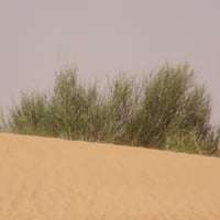 بذور شجيرة المرخ ( Leptadenia pyrotechnica )