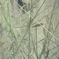 بذور شجيرة المرخ ( Leptadenia pyrotechnica )