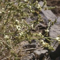بذور عشبة الحديدة - الطحيان ( Halothamnus bottae )