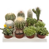 بذور صباريات ( cactaceae )