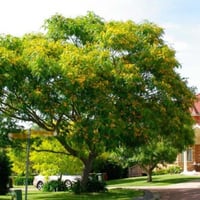 ‫بذور الجاكرندا الصفراء - ابو المكارم‬ ( Tipuana t...