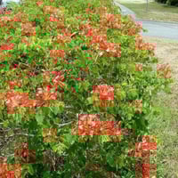 بذور شجيرة البوهينيا الحمراء ( Bauhinia galpinii )