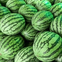 بذور البطيخ الاصفر الهجين ( Citrullus lanatus hybr...