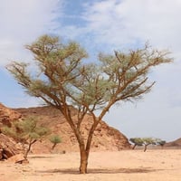 بذور سنط - طلح السيال ( Acacia johnwoodii )