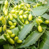 بذور شجرة النيم ( Azadirachta indica )