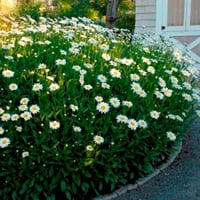 بذور أقحوان شاستا الكبير ( Leucanthemum × superbum...
