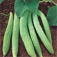 بذور القثاء - الفقوس ( Cucumis melo flexuosus )