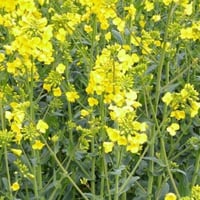 بذور نبات السلجم الزيتي ( brassica napus )