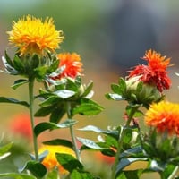 بذور نبات العصفر - القرطم - الجرجوم ( carthamus ti...