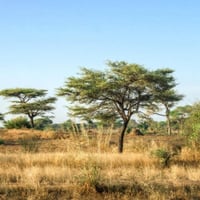 بذور شجرة الصمغ العربي - الهشاب ( Acacia senegal )
