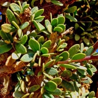 بذور شجرة السرح ( Maerua Crassifolia )