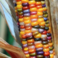 بذور الذرة الملونة للزينة ( Zea mays )