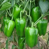 بذور فلفل رومي أخضر طويل ( Capsicum annuum )