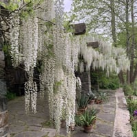 بذور شجرة ويستيريا البيضاء ( "wisteria sinensis "a...