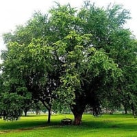 بذور اللوز الهندي ( Pithecellobium dulce )
