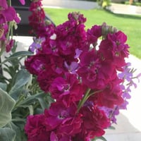 بذور زهرة المنثور - العطر الليلي ( Matthiola longi...