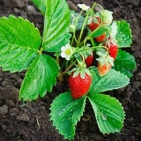 بذور الفراولة ( Fragaria x ananassa )