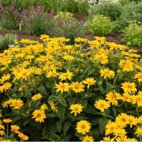 بذور دوار الشمس الكاذب - اوكسي ( Heliopsis heliant...