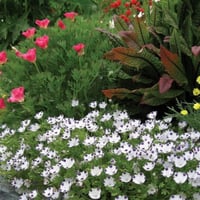 بذور زهرة البقع الخمس ( Nemophila maculata )