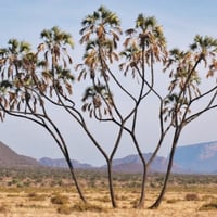 بذور نخيل الدوم ( Hyphaene thebaica )