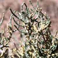 بذور عشبة الشنان ( Anabasis )