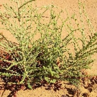 بذور شجيرة الفرس الرعوية ( Salsola tetrandra Forss...