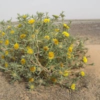 بذور شجيرة النقد ( Anvillea )