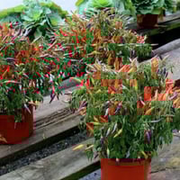 بذور الفلفل الشجيري الأحمر ( capsicum frutescens )