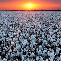 بذور شجيرة القطن المكسيكي ( Gossypium hirsutum )
