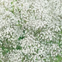 بذور زهرة جيبسوفيلا ايليجانس ( gypsophila Elegans...