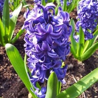 بذور زهرة اللافندر ( Lavandula )