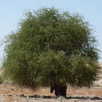 بذور شجرة السرح ( Maerua Crassifolia )