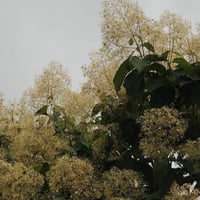 بذور شجرة التيك - خشب الساج ( Tectona grandis )