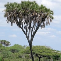 بذور نخيل الدوم ( Hyphaene thebaica )