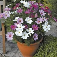 بذور زهرة الكوزموس الياباني - ساكورا الخريف ( Cosm...