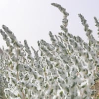 بذور شجيرة القطينة ( Bassia eriophora )