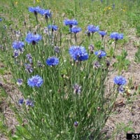 بذور زهرة سينتاوريا الزرقاء - ندى العنبر ( Centaur...