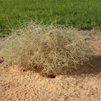 بذور نبات الضمران ( Traganum nudatum )