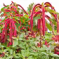 بذور الزهرة المخملية ( Amaranthus caudatus )
