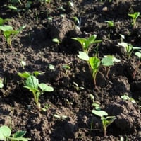 بذور نبات السلجم الزيتي ( brassica napus )