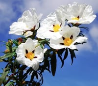 بذور شجيرة القريضة العنبرية ( Cistus Ladanifer )