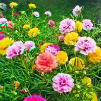 بذور زهرة الصباح - رجلة الزهور ( portulaca )