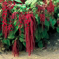 بذور الزهرة المخملية ( Amaranthus caudatus )
