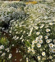 بذور القحويان - الاقحوان البري ( anthemis deserti...